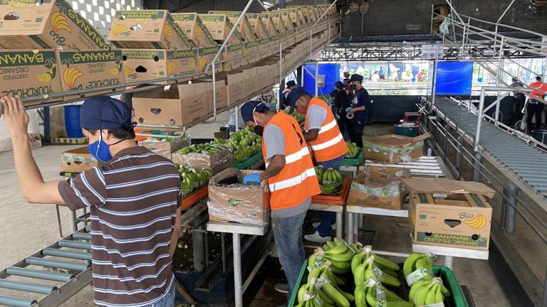 Responsabilidad compartida: una lucha por el precio justo del banano Responsabilidad compartida: una lucha por el precio justo del banano