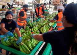 Las exportaciones de banano orgánico ecuatoriano está aumentando hacia los Estados Unidos.