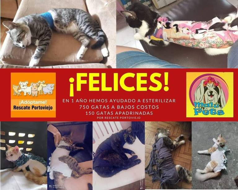 $!Atropellados, encadenados, olvidados... Los héroes que rescatan perros y gatos en Portoviejo